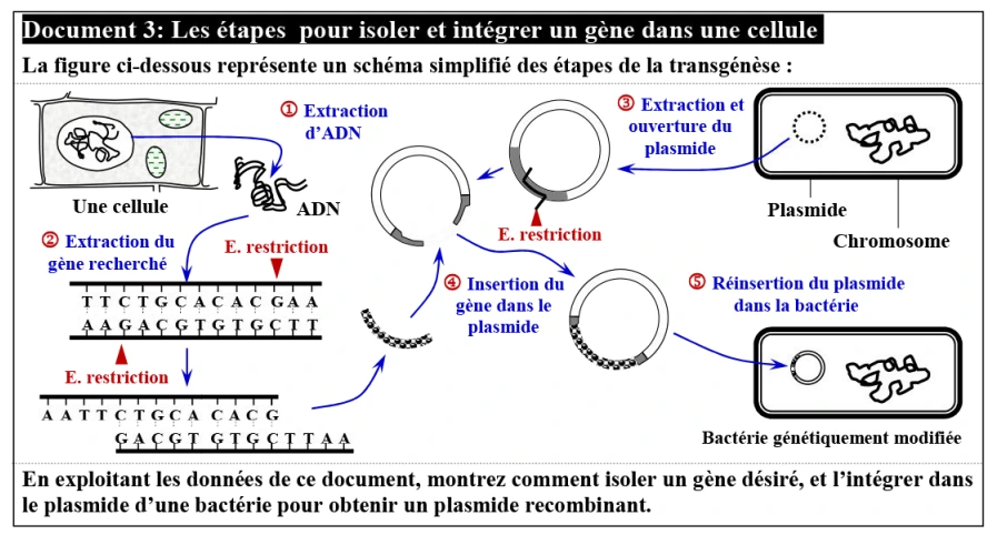 Le génie génétique: Principes et techniques